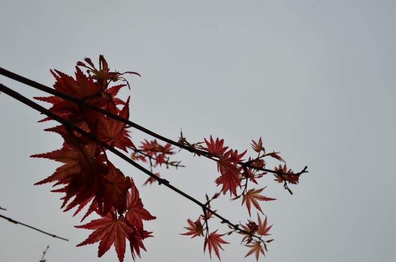 大學(xué)生選調(diào)生報(bào)考條件介紹怎么報(bào)考?選調(diào)生好不好發(fā)展前景怎么樣?